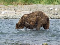 Bear 54