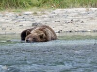 Bear 55