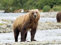 Bear 56