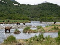 Bear 57