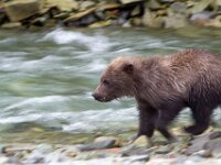 Bear 59