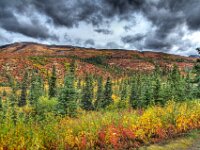 Denali Fall Color 01