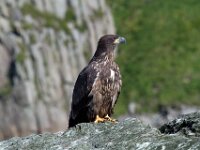 Eagle 01