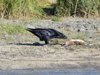 Raven 01