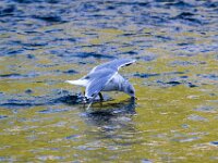 Seagull 03