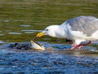 Seagull 04