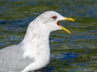 Seagull 06