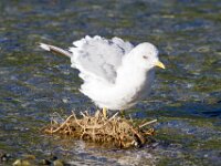Seagull 08
