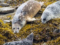 Seals 01