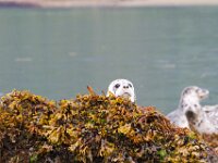 Seals 03