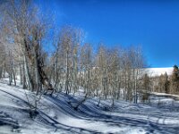 Birch Trees 01