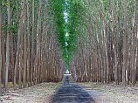 Road Thru The Birches
