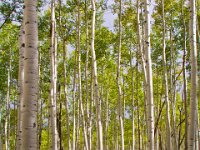 Birch Trees 01