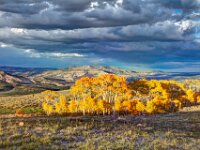 Fall Color Trees 07+